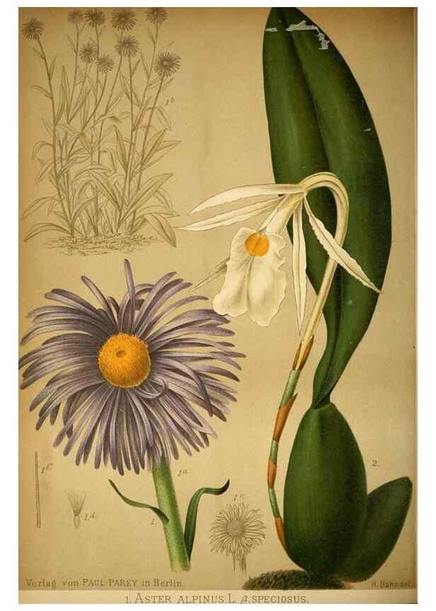 Reproducción/Reproduction 49717468526: Gartenflora.. Erlangen :F. Enke,1852-1940.. 