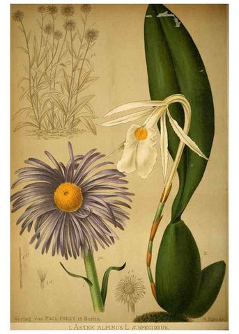 Reproducción/Reproduction 49717468526: Gartenflora.. Erlangen :F. Enke,1852-1940.. 