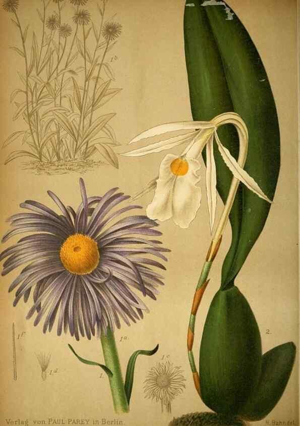 Reproducción/Reproduction 49717468526: Gartenflora.. Erlangen :F. Enke,1852-1940.. 