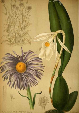Reproducción/Reproduction 49717468526: Gartenflora.. Erlangen :F. Enke,1852-1940.. 