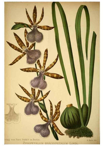 Reproducción/Reproduction 49716929548: Gartenflora.. Erlangen :F. Enke,1852-1940.. 