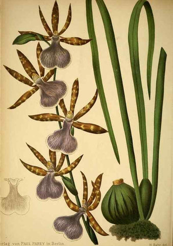 Reproducción/Reproduction 49716929548: Gartenflora.. Erlangen :F. Enke,1852-1940.. 