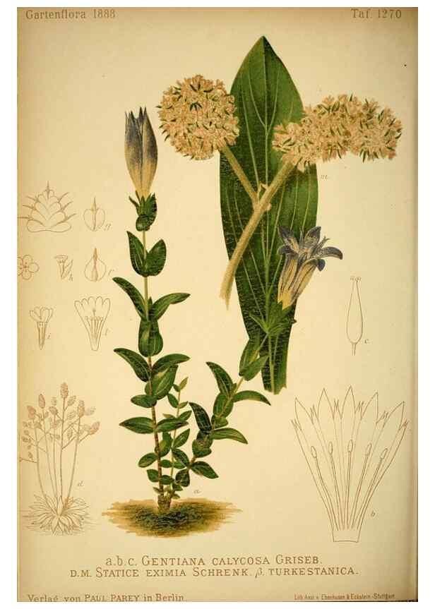 Reproducción/Reproduction 49716927443: Gartenflora.. Erlangen :F. Enke,1852-1940.. 