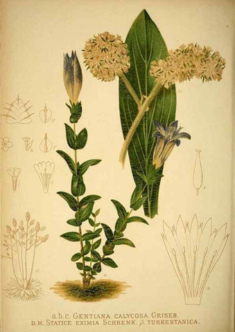 Reproducción/Reproduction 49716927443: Gartenflora.. Erlangen :F. Enke,1852-1940.. 
