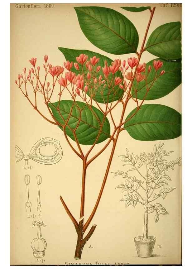 Reproducción/Reproduction 49717172323: Gartenflora.. Erlangen :F. Enke,1852-1940.. 