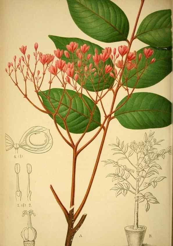 Reproducción/Reproduction 49717172323: Gartenflora.. Erlangen :F. Enke,1852-1940.. 