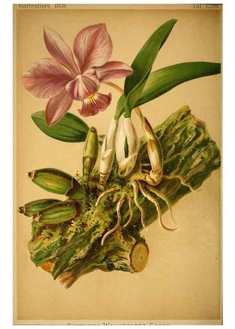 Reproducción/Reproduction 49717172543: Gartenflora.. Erlangen :F. Enke,1852-1940.. 