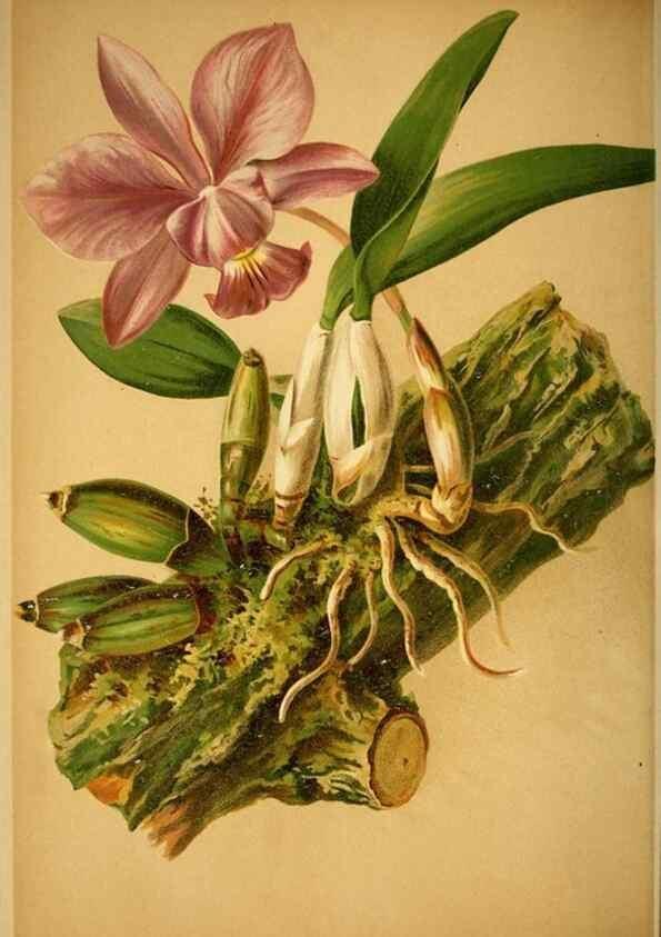 Reproducción/Reproduction 49717172543: Gartenflora.. Erlangen :F. Enke,1852-1940.. 