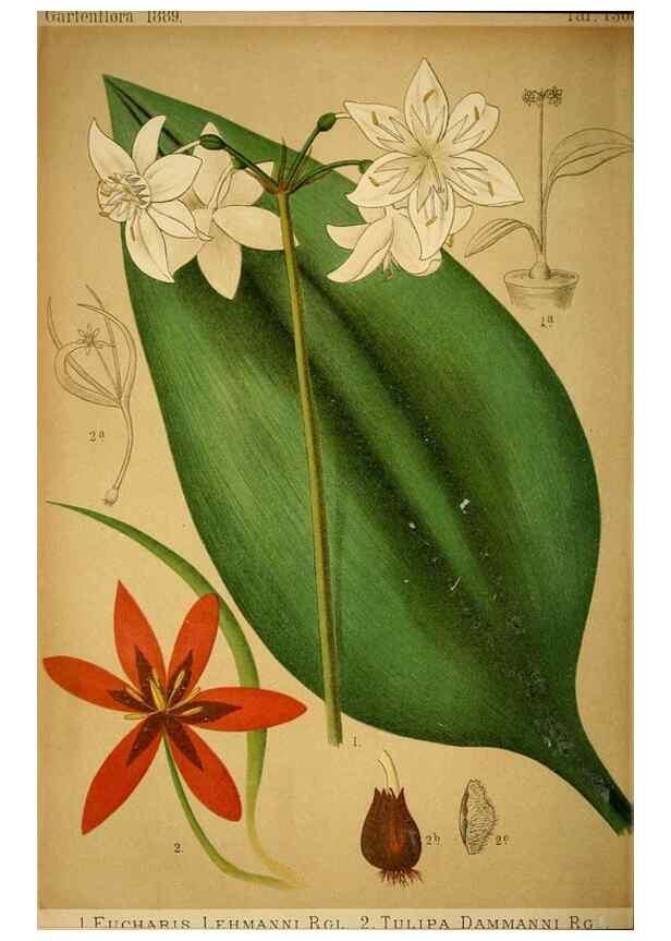 Reproducción/Reproduction 49717712301: Gartenflora.. Erlangen :F. Enke,1852-1940.. 