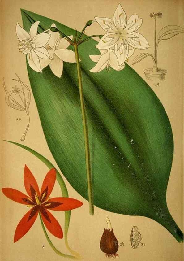 Reproducción/Reproduction 49717712301: Gartenflora.. Erlangen :F. Enke,1852-1940.. 