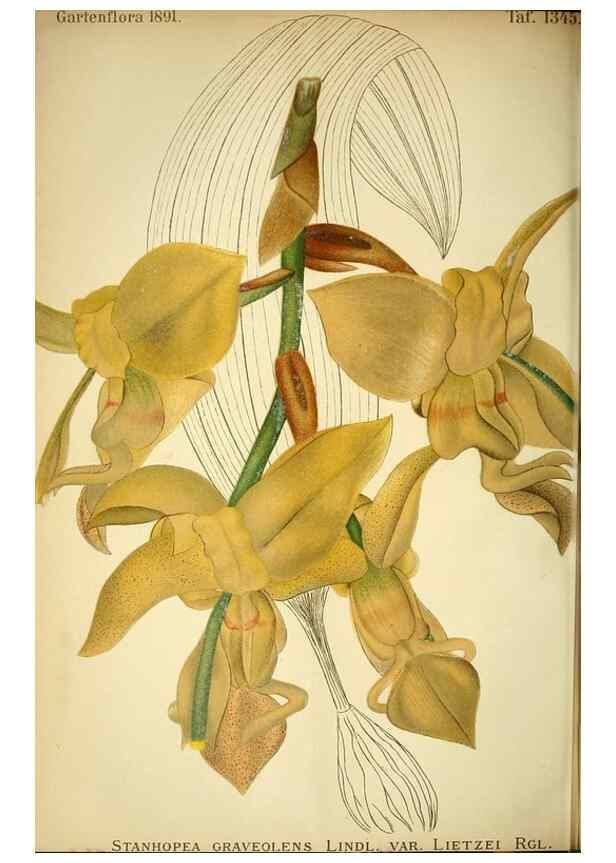 Reproducción/Reproduction 49717331648: Gartenflora.. Erlangen :F. Enke,1852-1940.. 