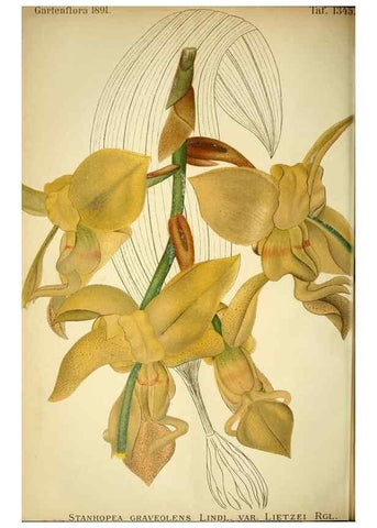 Reproducción/Reproduction 49717331648: Gartenflora.. Erlangen :F. Enke,1852-1940.. 