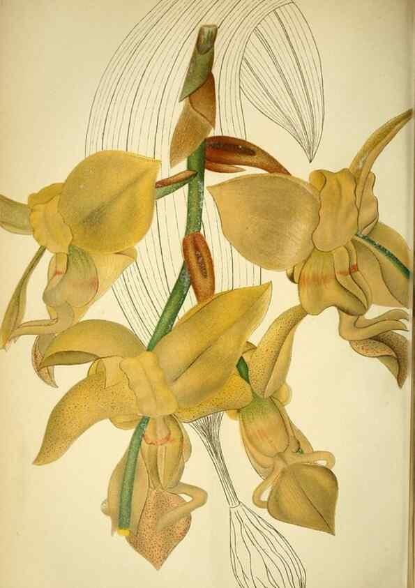Reproducción/Reproduction 49717331648: Gartenflora.. Erlangen :F. Enke,1852-1940.. 