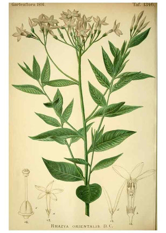 Reproducción/Reproduction 49717868181: Gartenflora.. Erlangen :F. Enke,1852-1940.. 