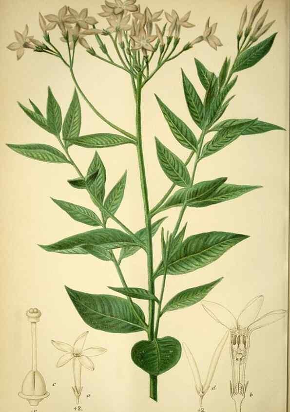 Reproducción/Reproduction 49717868181: Gartenflora.. Erlangen :F. Enke,1852-1940.. 