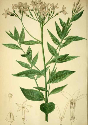 Reproducción/Reproduction 49717868181: Gartenflora.. Erlangen :F. Enke,1852-1940.. 