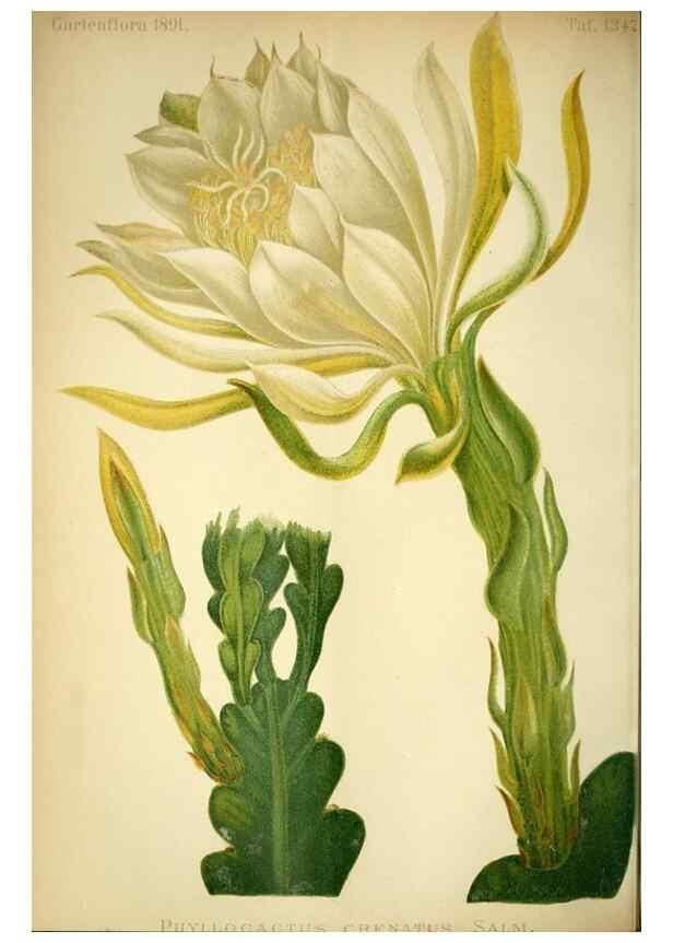 Reproducción/Reproduction 49717868441: Gartenflora.. Erlangen :F. Enke,1852-1940.. 