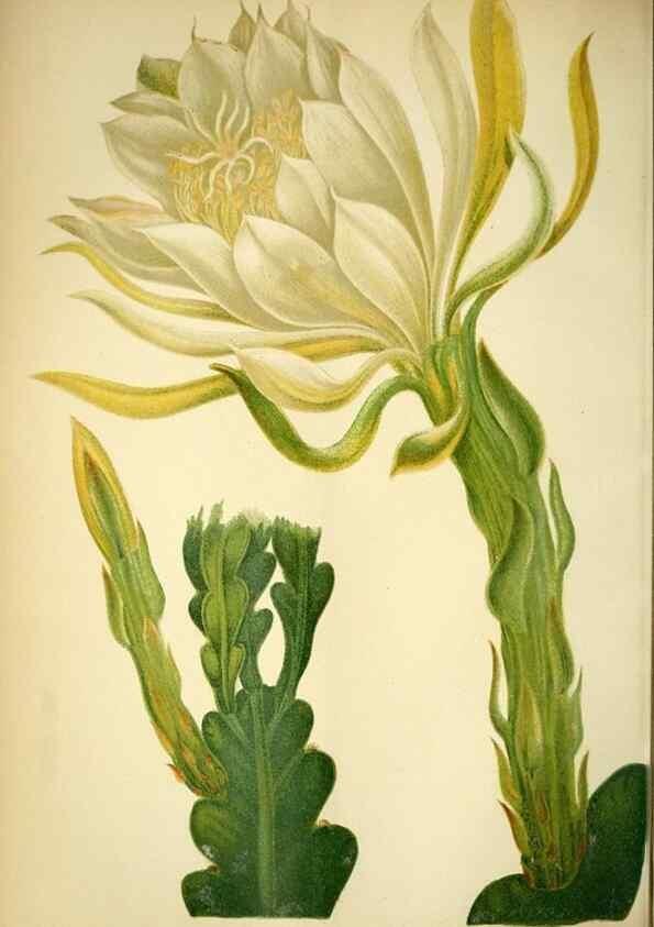 Reproducción/Reproduction 49717868441: Gartenflora.. Erlangen :F. Enke,1852-1940.. 