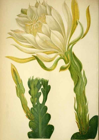 Reproducción/Reproduction 49717868441: Gartenflora.. Erlangen :F. Enke,1852-1940.. 
