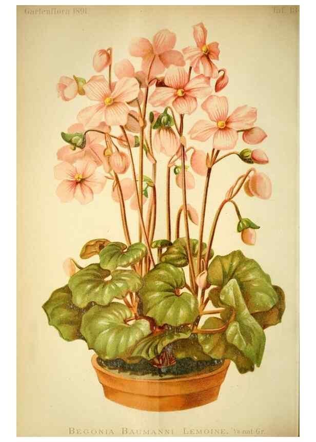 Reproducción/Reproduction 49718183582: Gartenflora.. Erlangen :F. Enke,1852-1940.. 