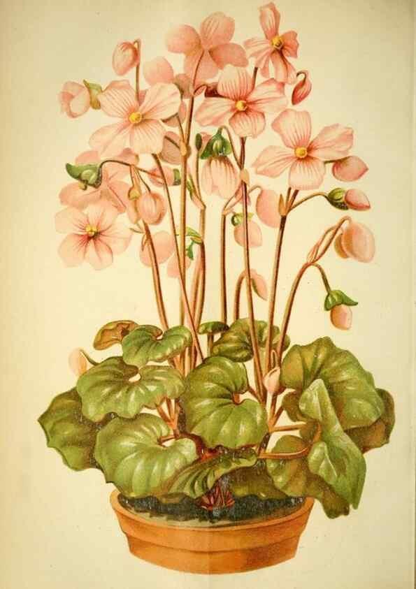 Reproducción/Reproduction 49718183582: Gartenflora.. Erlangen :F. Enke,1852-1940.. 