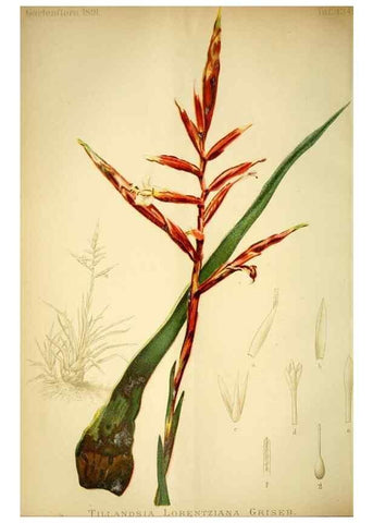 Reproducción/Reproduction 49717869011: Gartenflora.. Erlangen :F. Enke,1852-1940.. 