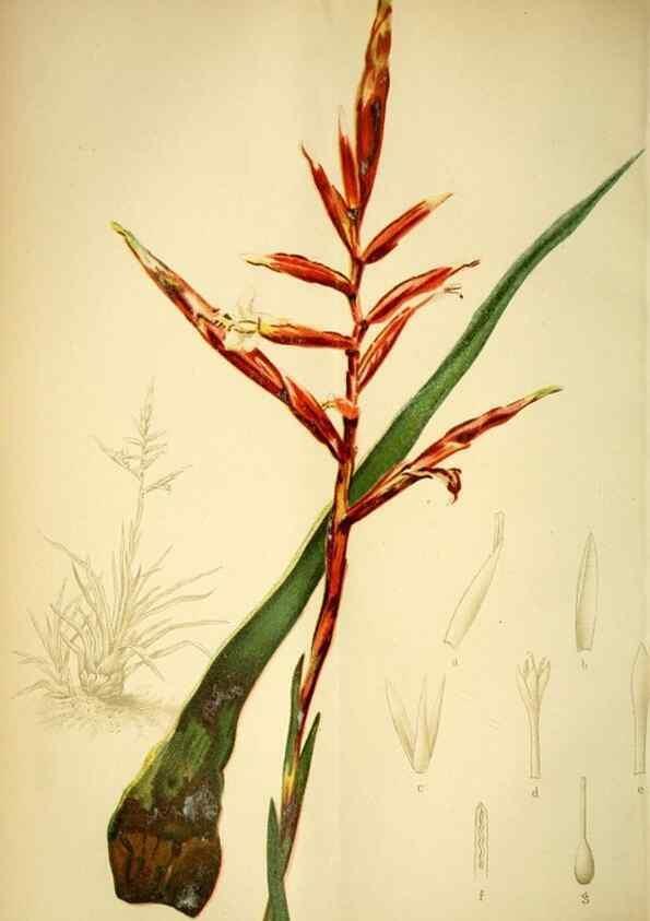 Reproducción/Reproduction 49717869011: Gartenflora.. Erlangen :F. Enke,1852-1940.. 