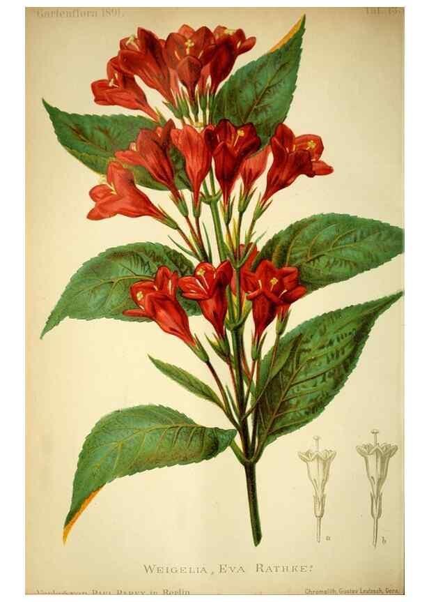 Reproducción/Reproduction 49717869226: Gartenflora.. Erlangen :F. Enke,1852-1940.. 