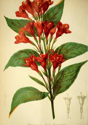 Reproducción/Reproduction 49717869226: Gartenflora.. Erlangen :F. Enke,1852-1940.. 