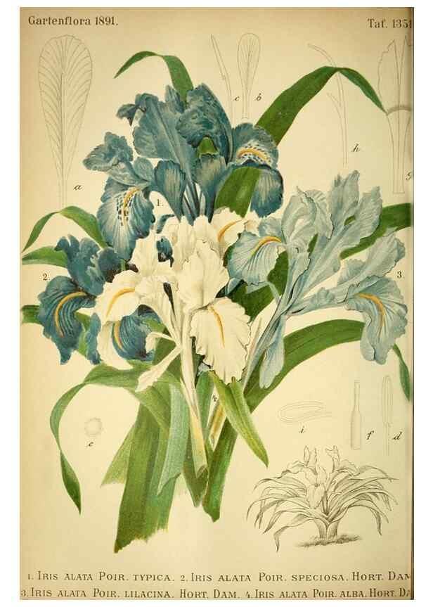 Reproducción/Reproduction 49718184252: Gartenflora.. Erlangen :F. Enke,1852-1940.. 