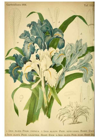 Reproducción/Reproduction 49718184252: Gartenflora.. Erlangen :F. Enke,1852-1940.. 