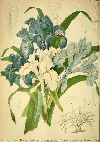 Reproducción/Reproduction 49718184252: Gartenflora.. Erlangen :F. Enke,1852-1940.. 
