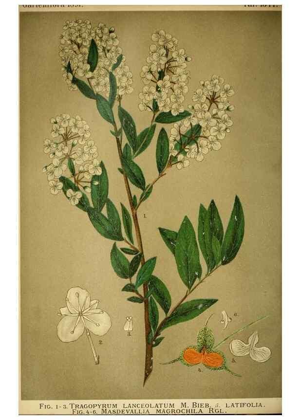 Reproducción/Reproduction 49718182572: Gartenflora.. Erlangen :F. Enke,1852-1940.. 