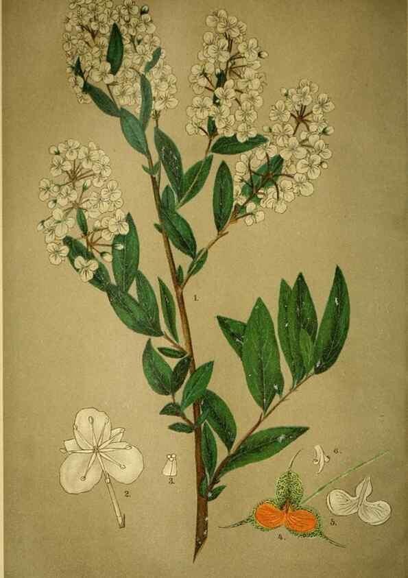 Reproducción/Reproduction 49718182572: Gartenflora.. Erlangen :F. Enke,1852-1940.. 