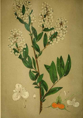 Reproducción/Reproduction 49718182572: Gartenflora.. Erlangen :F. Enke,1852-1940.. 