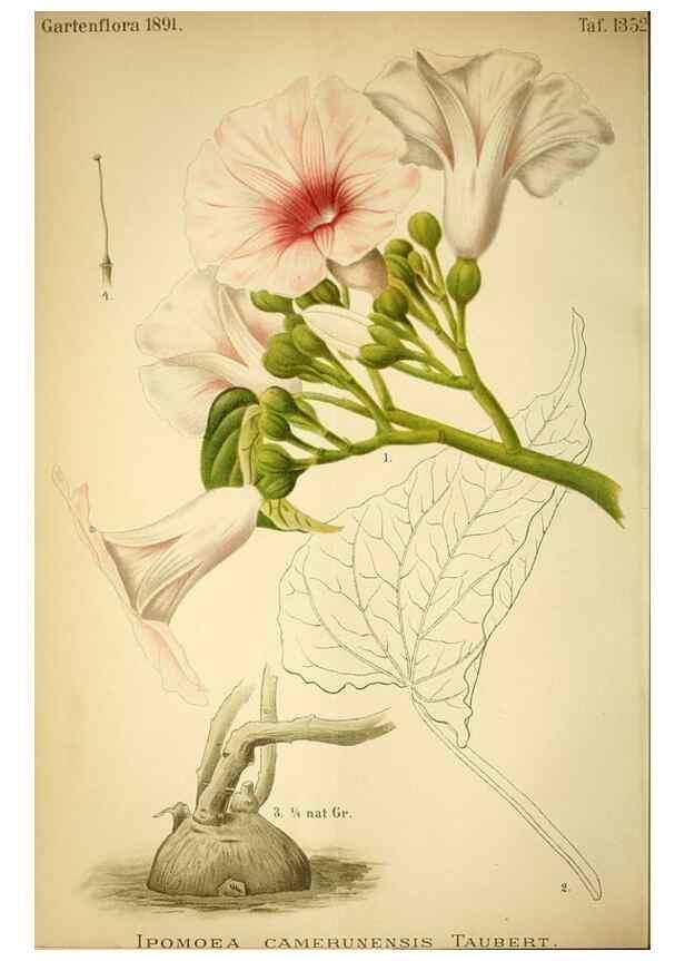 Reproducción/Reproduction 49718184467: Gartenflora.. Erlangen :F. Enke,1852-1940.. 