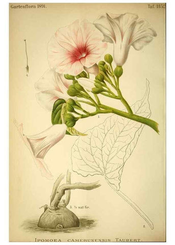 Reproducción/Reproduction 49718184467: Gartenflora.. Erlangen :F. Enke,1852-1940.. 