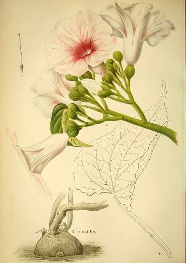 Reproducción/Reproduction 49718184467: Gartenflora.. Erlangen :F. Enke,1852-1940.. 