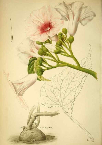 Reproducción/Reproduction 49718184467: Gartenflora.. Erlangen :F. Enke,1852-1940.. 
