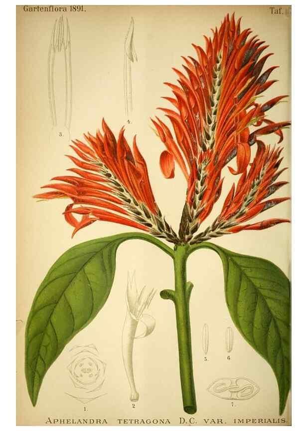 Reproducción/Reproduction 49718184912: Gartenflora.. Erlangen :F. Enke,1852-1940.. 
