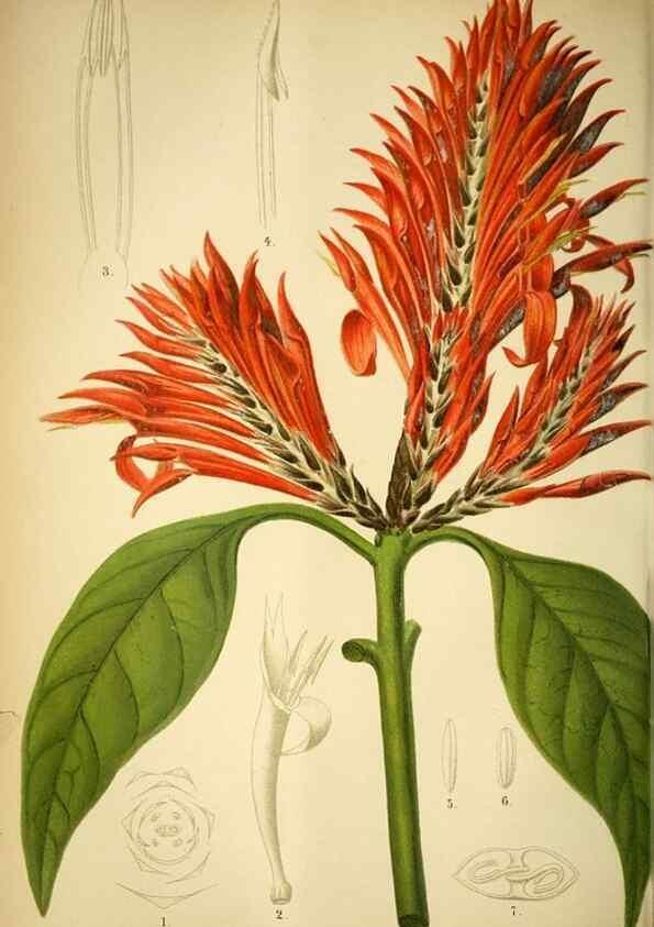Reproducción/Reproduction 49718184912: Gartenflora.. Erlangen :F. Enke,1852-1940.. 