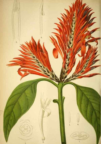 Reproducción/Reproduction 49718184912: Gartenflora.. Erlangen :F. Enke,1852-1940.. 
