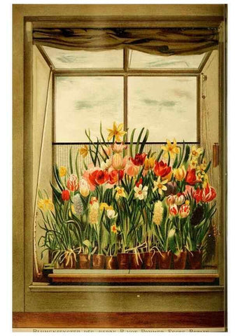 Reproducción/Reproduction 49718185382: Gartenflora.. Erlangen :F. Enke,1852-1940.. 