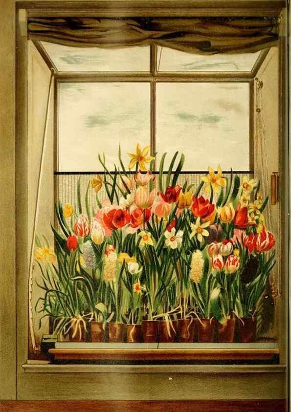 Reproducción/Reproduction 49718185382: Gartenflora.. Erlangen :F. Enke,1852-1940.. 