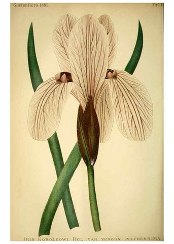 Reproducción/Reproduction 49718185672: Gartenflora.. Erlangen :F. Enke,1852-1940.. 