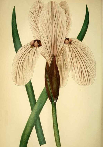 Reproducción/Reproduction 49718185672: Gartenflora.. Erlangen :F. Enke,1852-1940.. 