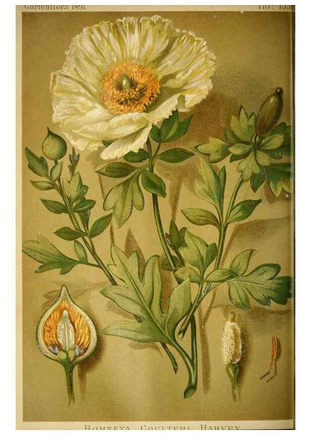 Reproducción/Reproduction 49717871276: Gartenflora.. Erlangen :F. Enke,1852-1940.. 