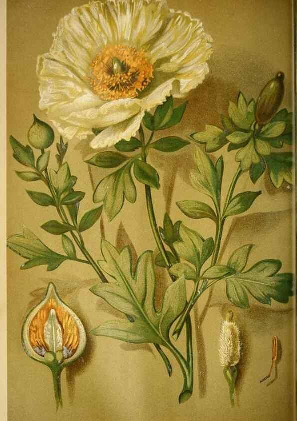 Reproducción/Reproduction 49717871276: Gartenflora.. Erlangen :F. Enke,1852-1940.. 
