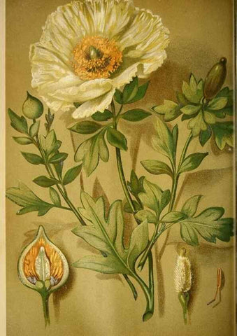 Reproducción/Reproduction 49717871276: Gartenflora.. Erlangen :F. Enke,1852-1940.. 