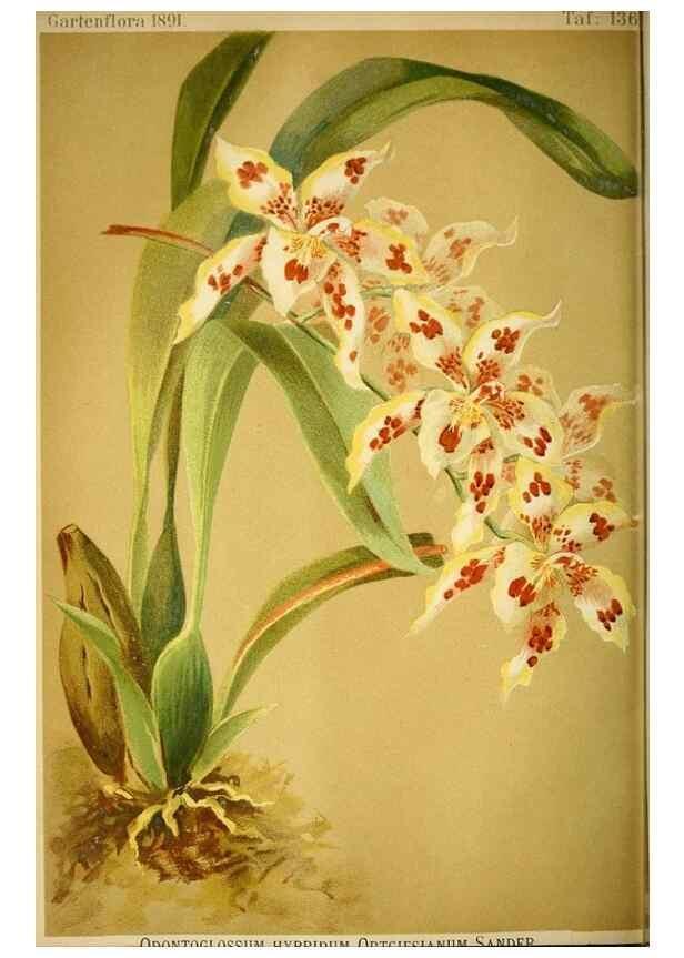 Reproducción/Reproduction 49717871541: Gartenflora.. Erlangen :F. Enke,1852-1940.. 